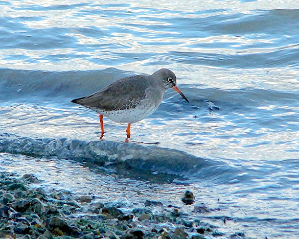 redshank